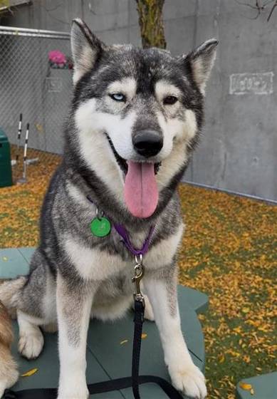 Suki (#61834168)