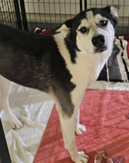 Kiki (#A1217232)