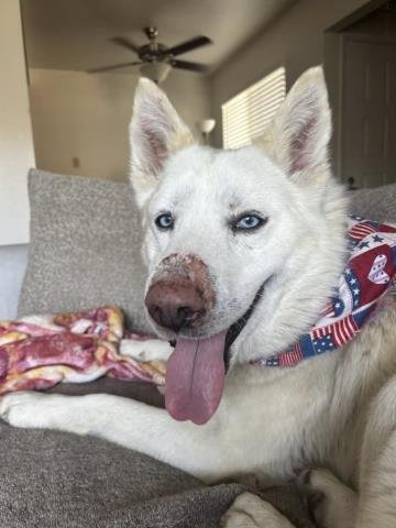 Leon (#A1243918)