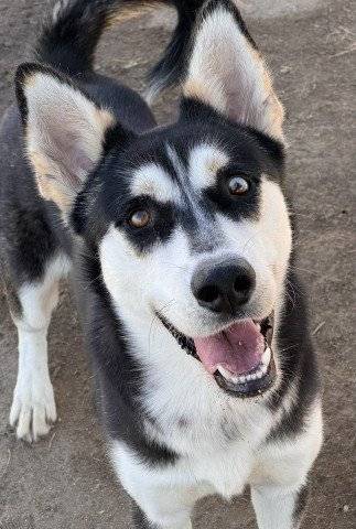 Mccartney (#A1258734)