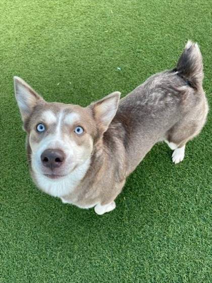 Daisy (#A1260022)