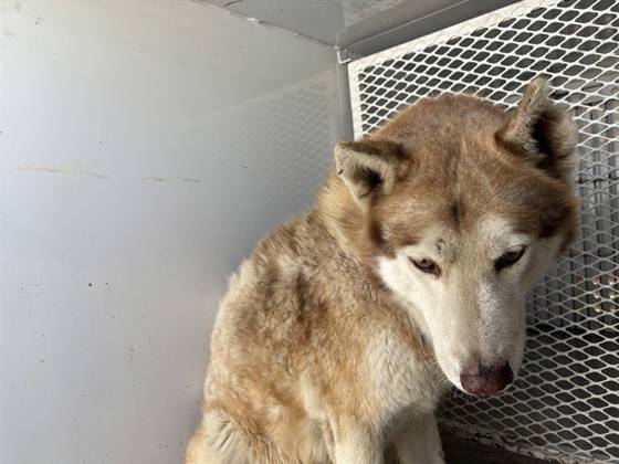 Wolf Man (#A1260070)