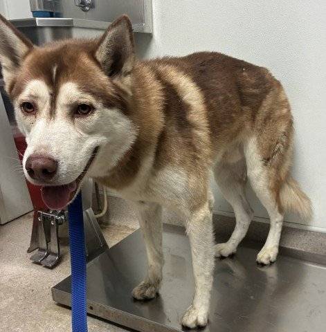 Wall-E (#A1260323)