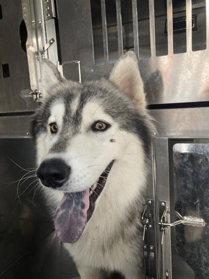 Bentley (#A1301287)