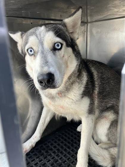 Slate (#A1301618)