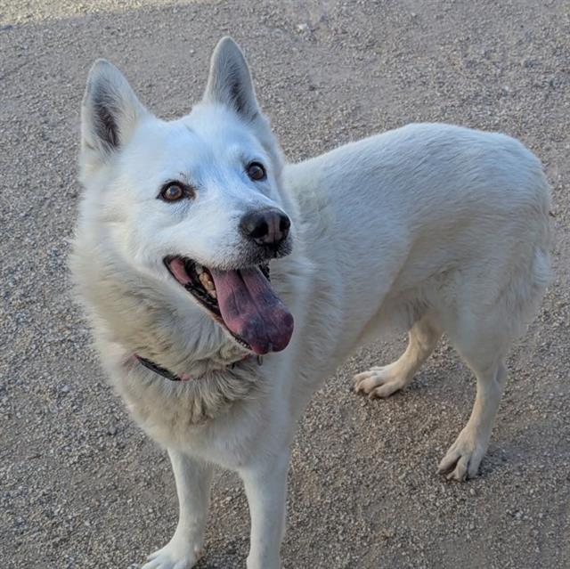 Snowball (#A1393905)