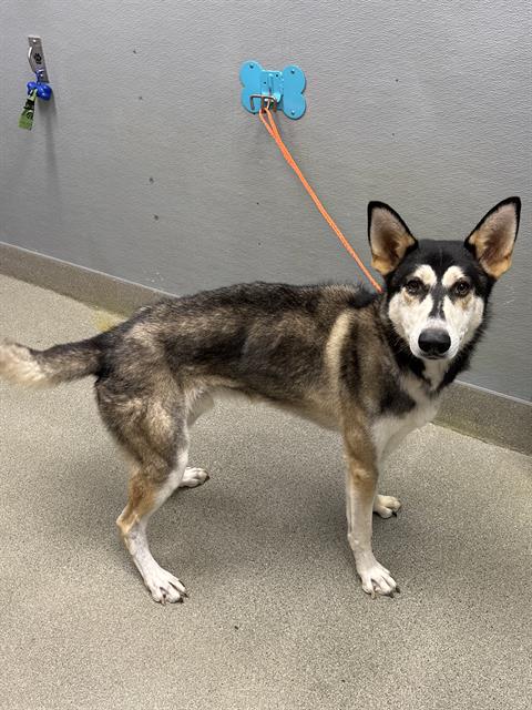 Jester (#A1440079)