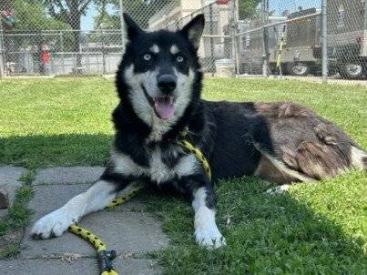 Maya (#A181850)