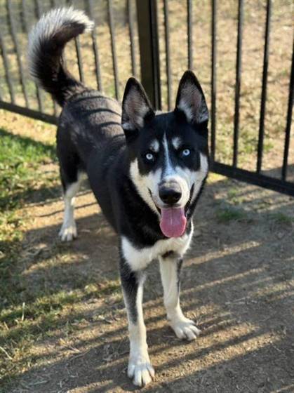 Oliver (#A1883209)