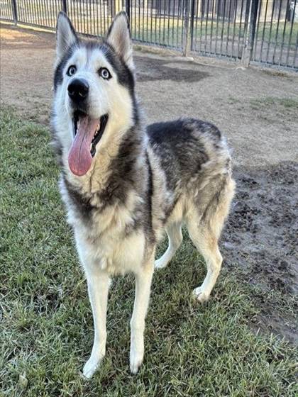 Pepper (#A1929458)