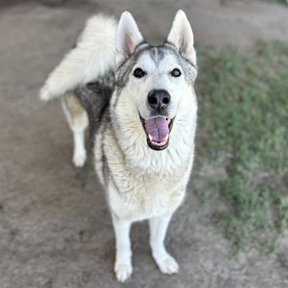Balto (#A1933679)