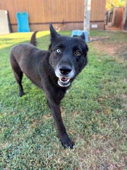 Timber (#A1933865)