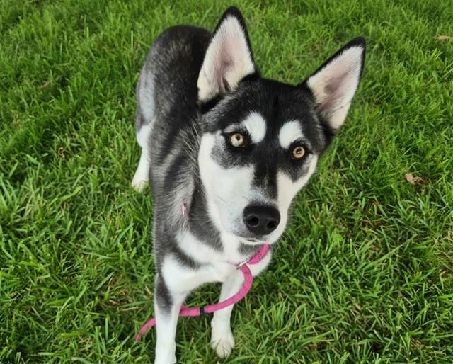 Luna (#A1953896)