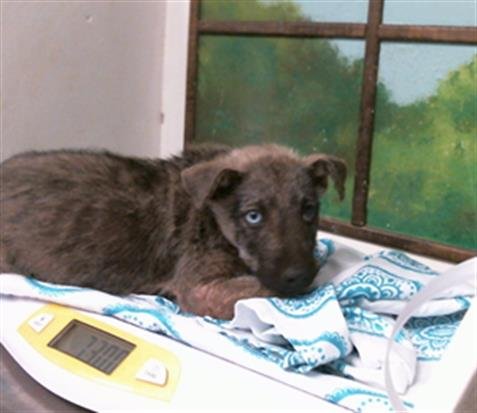Winston & littermates (#A2103074)