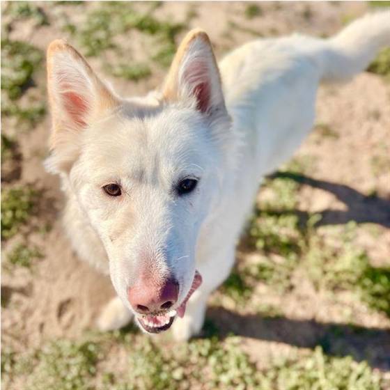 Marshmallow (#A250765)