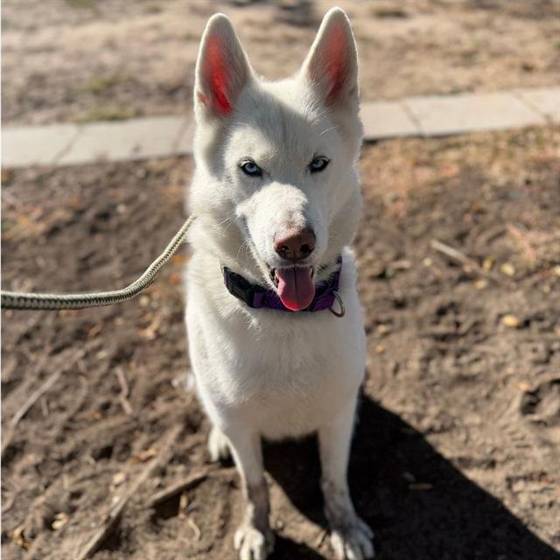 Casper (#A251774)