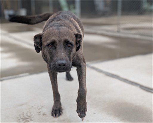 Tucker (#A439206)