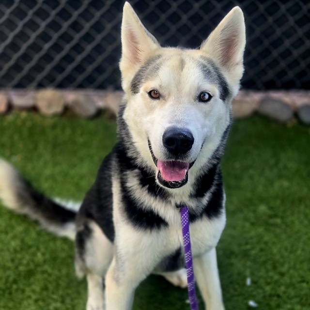 Yukon (#A5170950)
