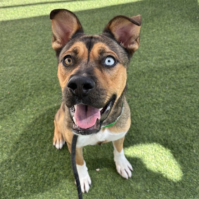 Lune (#A5171899)