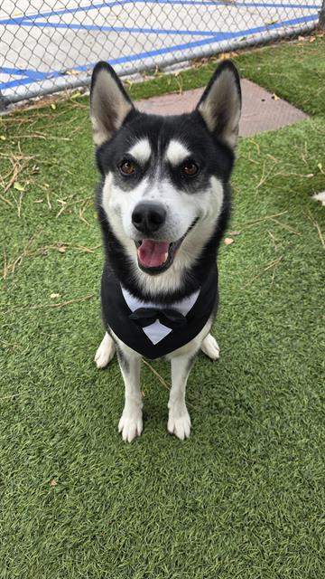 Bandit (#A5801625)