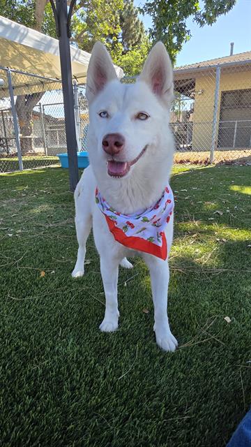 Shiro (#A5802476)