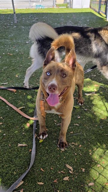 Cody (#A5802820)