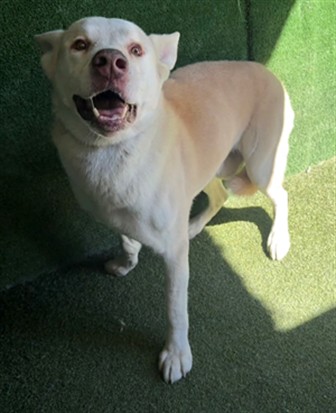 Kai (#A5804670)