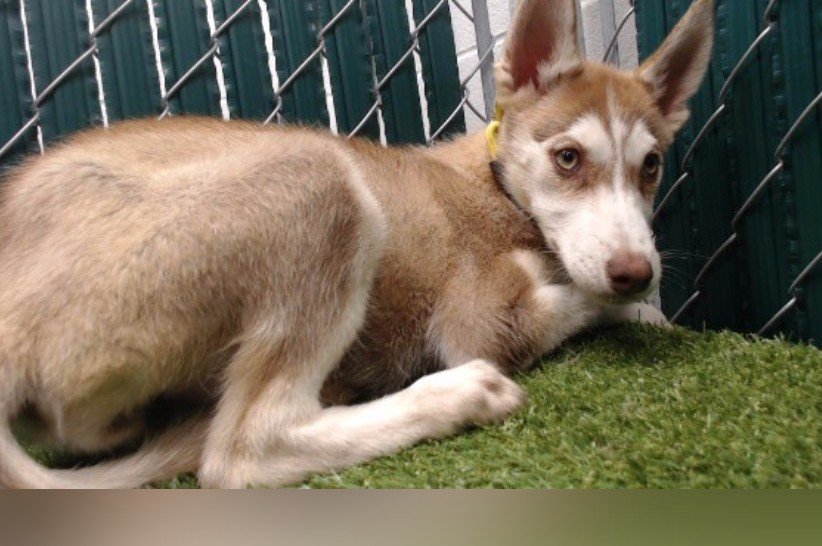 Biscuit — 'B-Litter' Husky Puppy (#A5805306)
