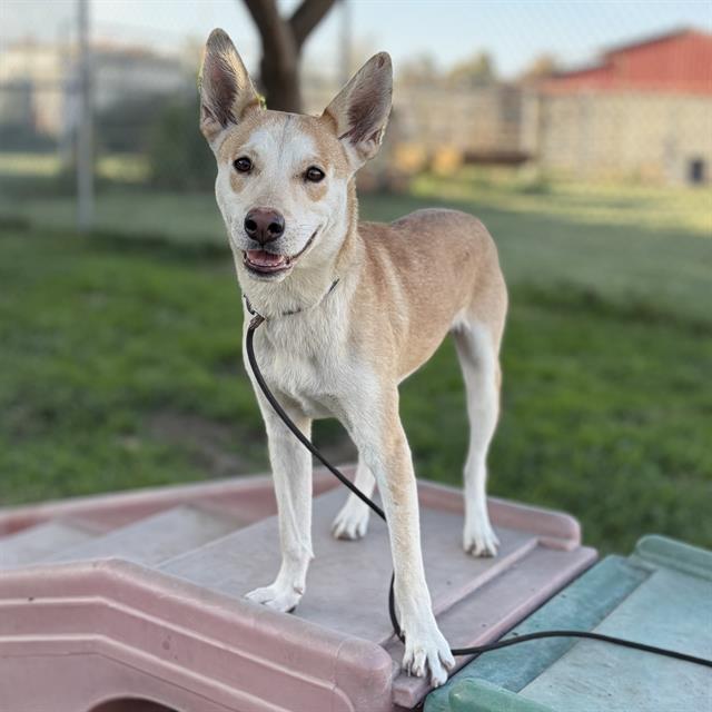 Beau (#A615066)