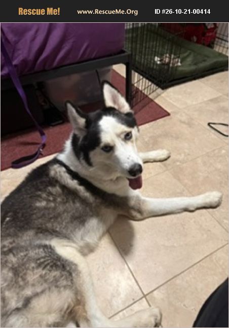 Chip (#26-10-21-00414)