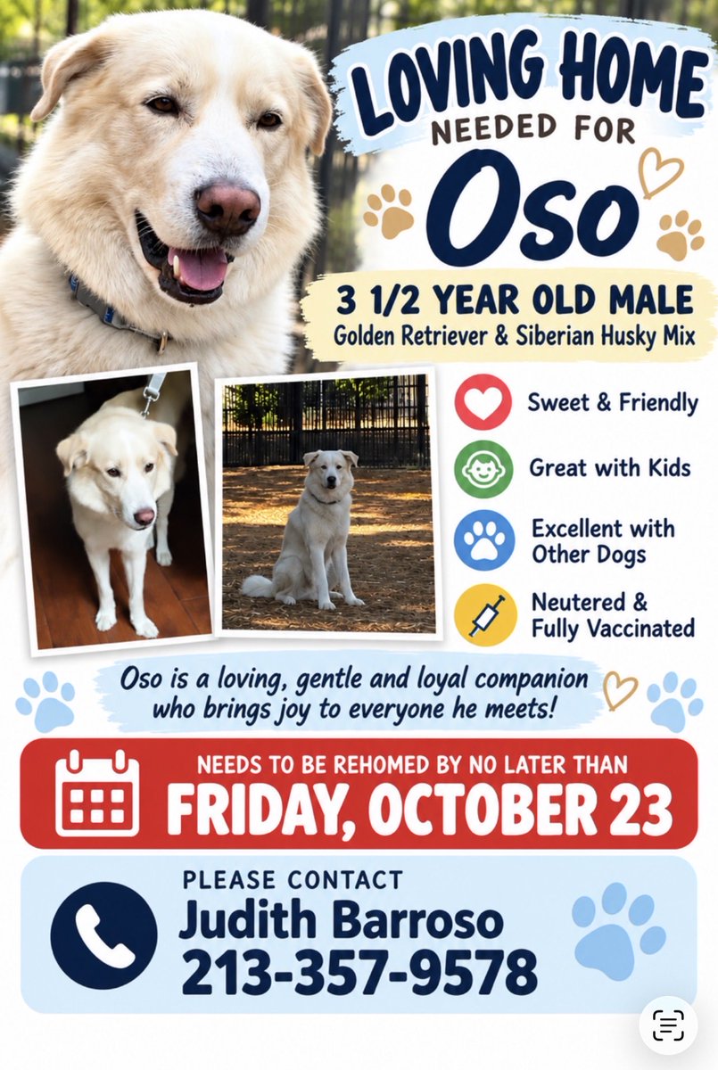 Oso (Owner Rehome Plea)